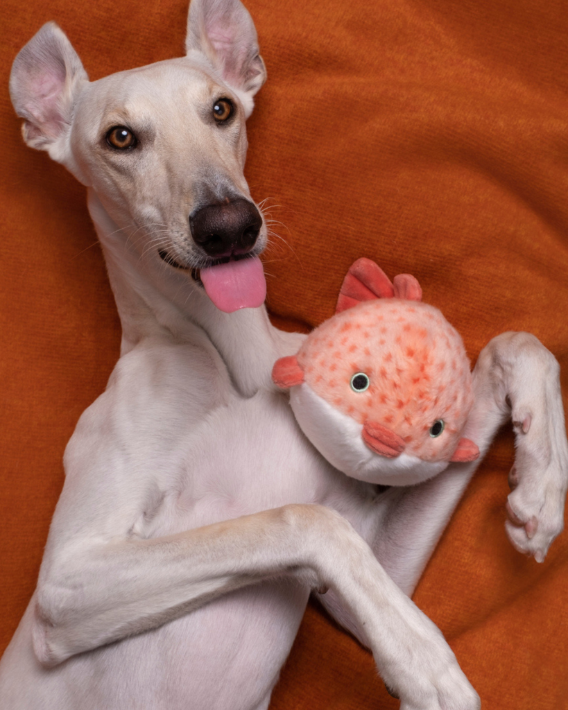 FLUFF & TUFF | Dottie Puffer Fish Squeaky Plush Dog Toy | DOG & CO.