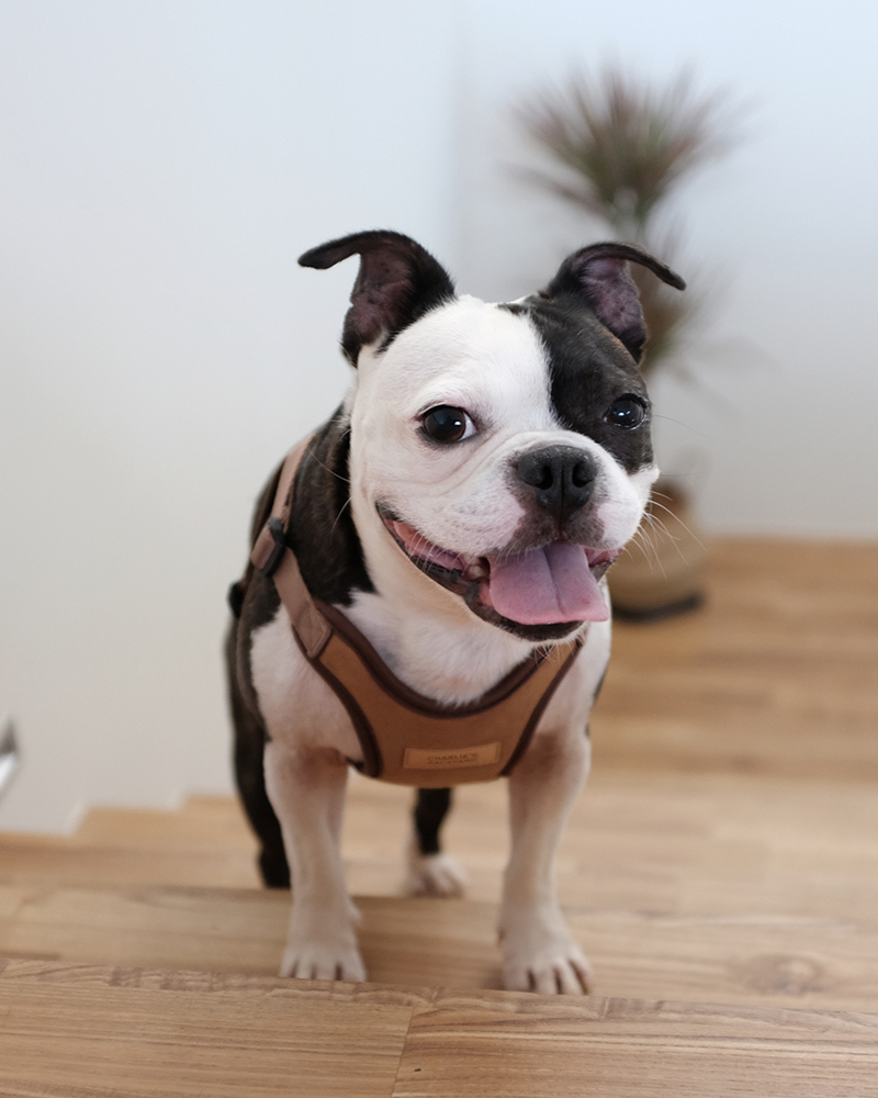 Comfort Dog Harness in Tan