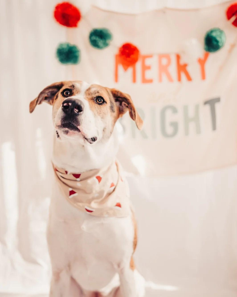 Kringle Holiday Dog Bandana Wear THE PAWS   