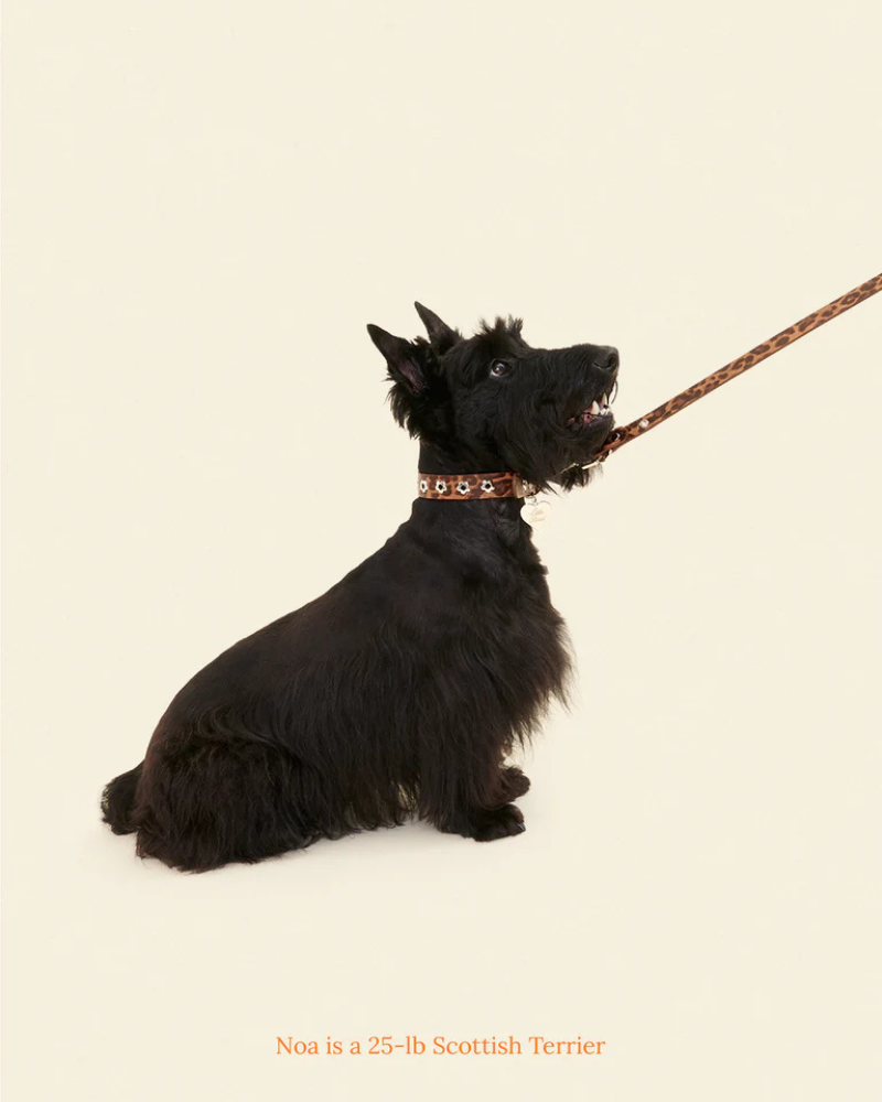 Flower Power Dog Leash in Cougar WALK LITTLE BEAST