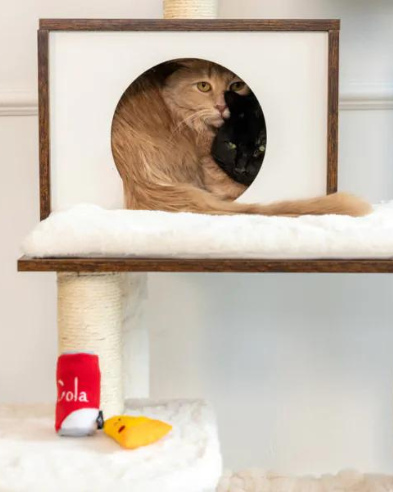 Pizza & Cola Catnip Toys Play ZIPPY PAWS   
