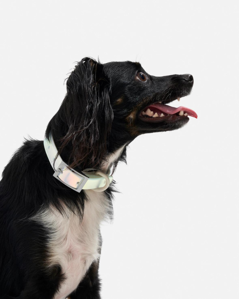 Holographic Lunar Dog Collar WALK WILD ONE   