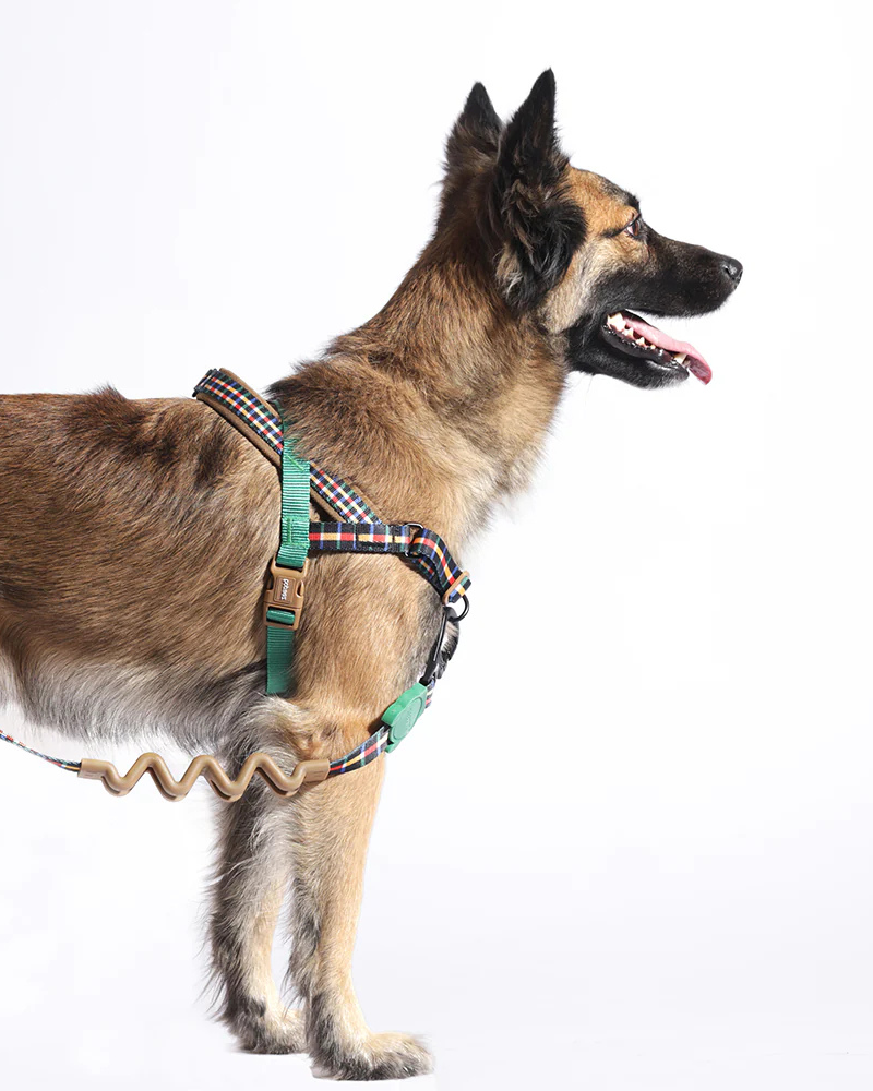 SofterWalk No-Pull Dog Harness in Travis