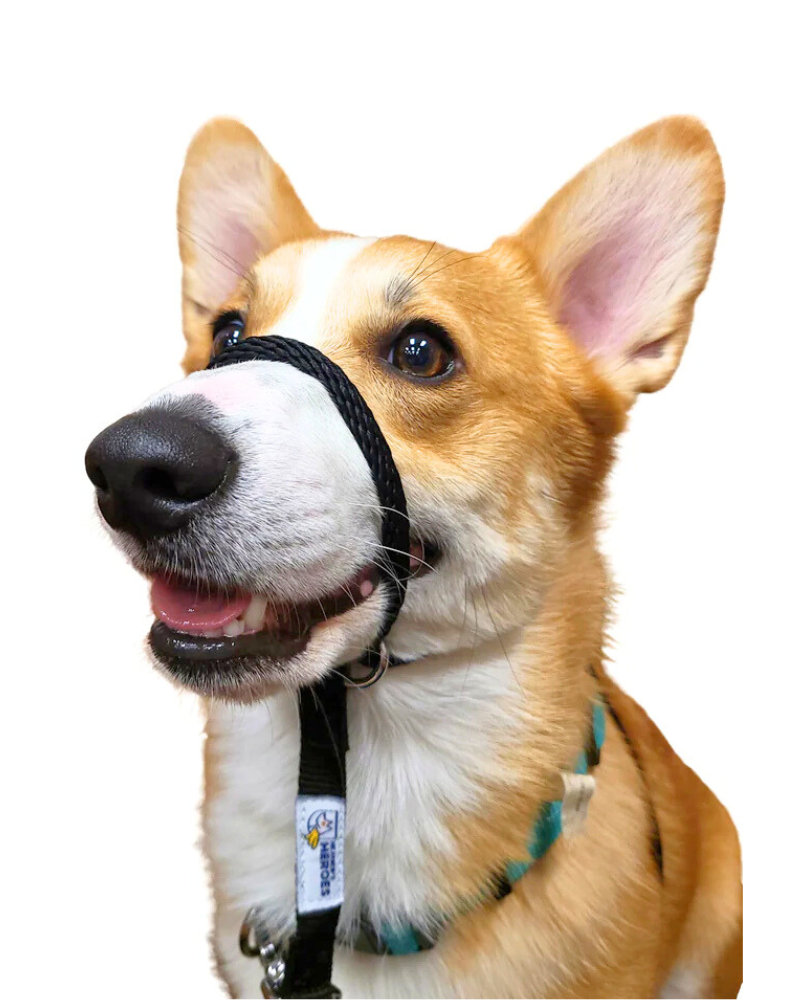 Sidekick Transitional No-Pull Leash Walk HEATHER'S HEROES