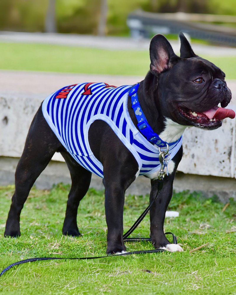 Captain Dog Tank Top in Blue & White Stripe (FINAL SALE) (SUM24LO) Wear PARISIAN PETS   