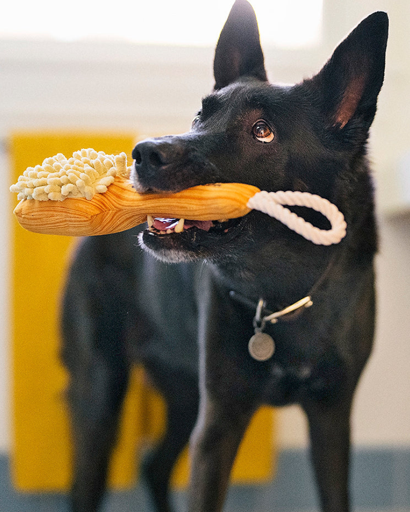 Bark n' Bristles Squeaky Plush Dog Toy Play P.L.A.Y.   