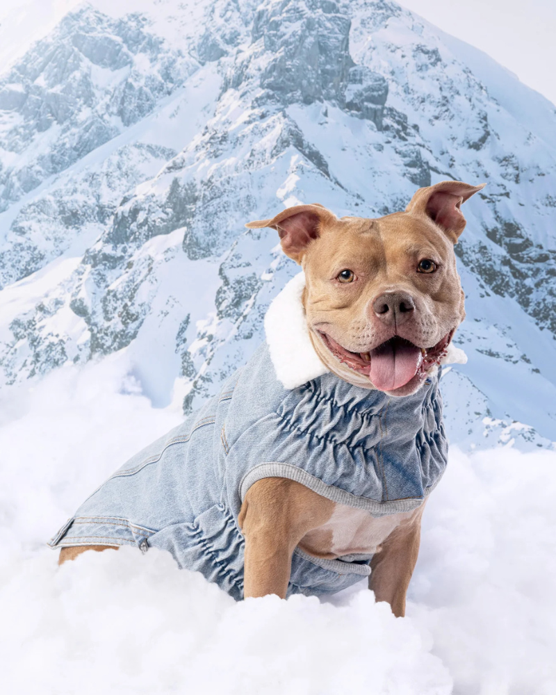 Northside Sherpa-Lined Denim Dog Jacket Wear GF PET