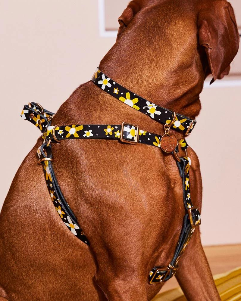 Posie Leather Dog Harness in Sunshine WALK NICE DIGS   