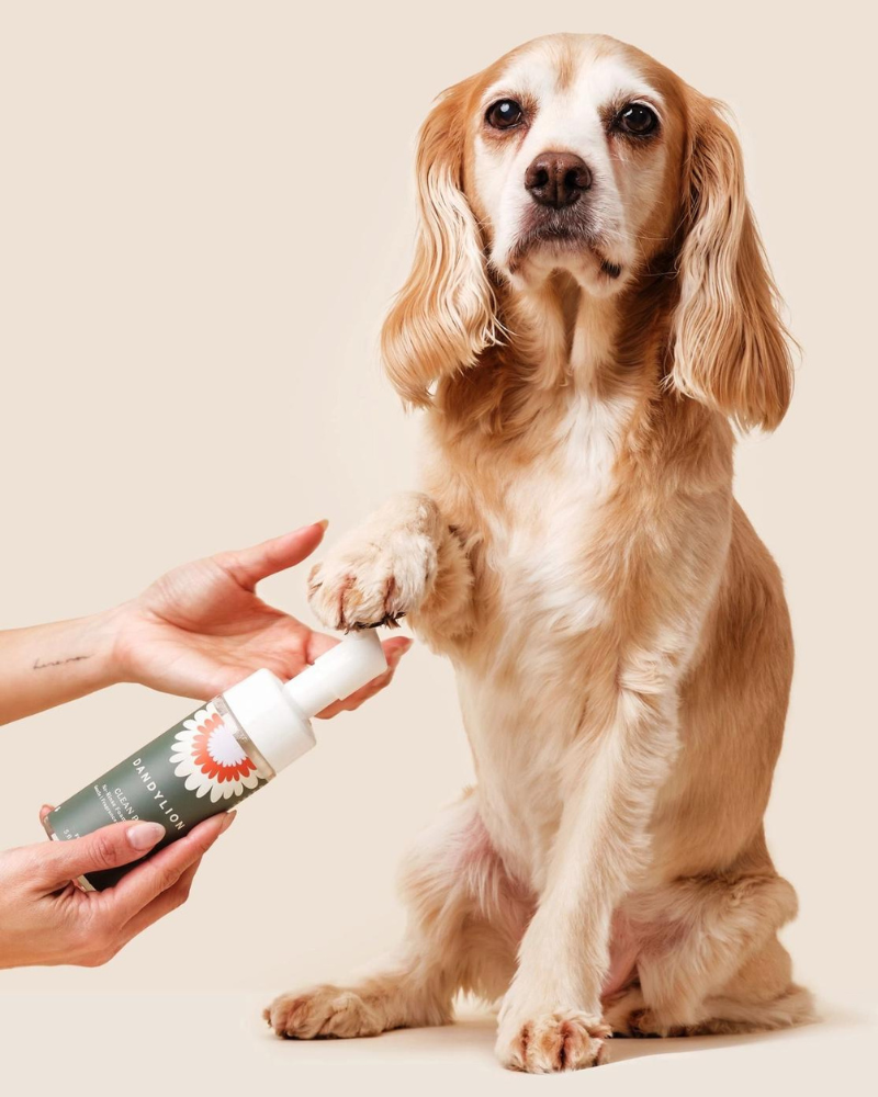 Refill - Clean Paws No-Rinse Foaming Cleanser for Dogs (Vegan & Cruelty Free) HOME DANDYLION   