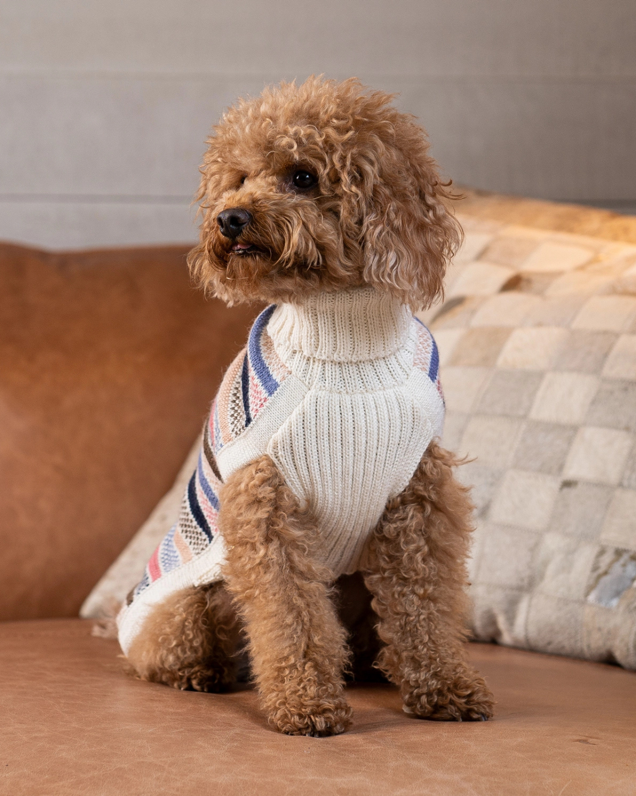 ALQO WASI | DOG & CO.