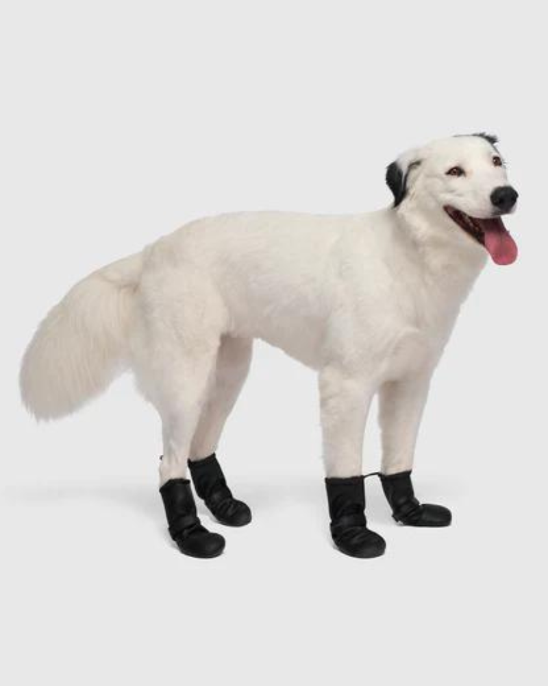 Waterproof Rain Boots in Black Wear CANADA POOCH   