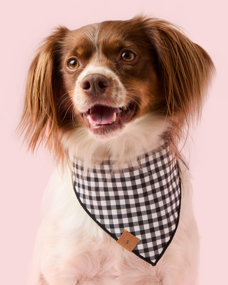 Spooky Season Glow-in-the-Dark Reversible Dog Bandana (Made in the USA) Wear THE FOGGY DOG