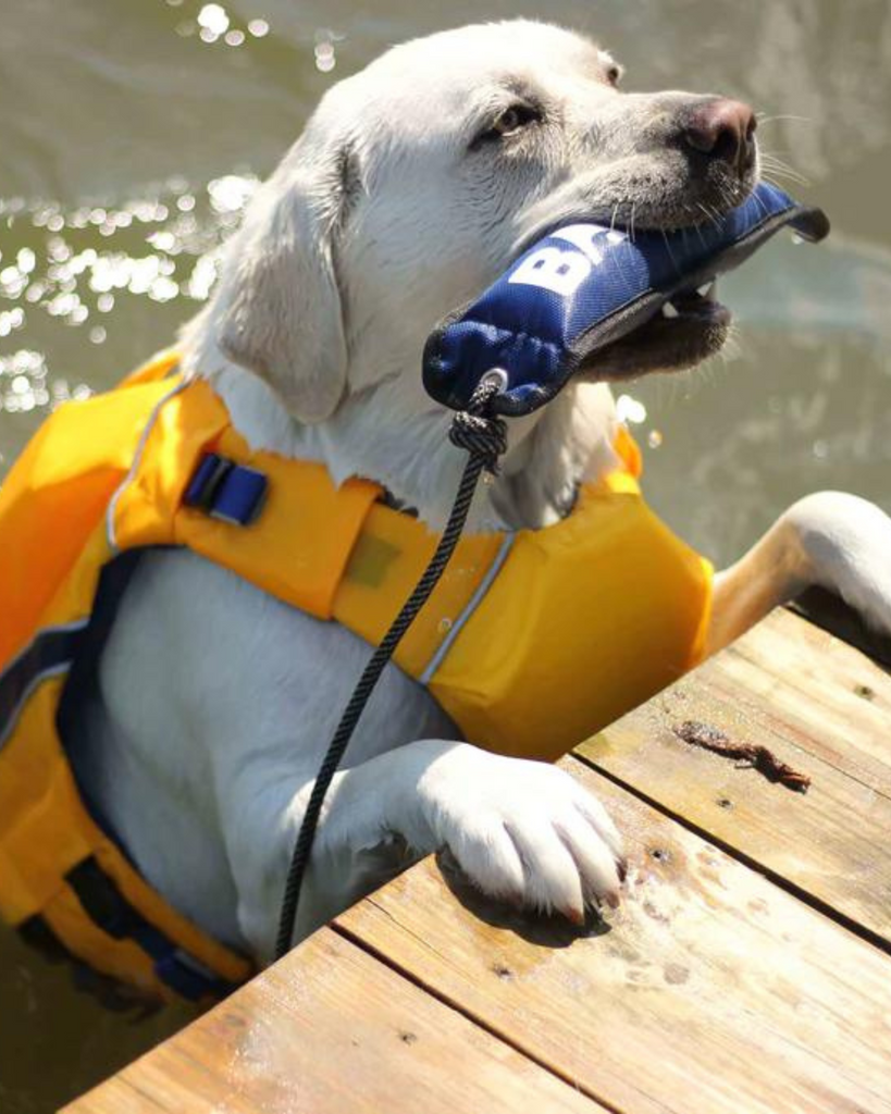 Monterey Bay Dog Life Jacket in Nautical Yellow Wear BAY DOG   