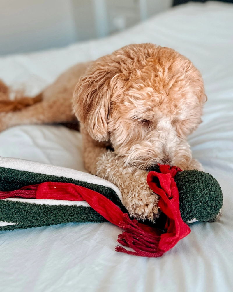 Tako Enrichment Holiday Dog Toy PLAY LAMBWOLF COLLECTIVE