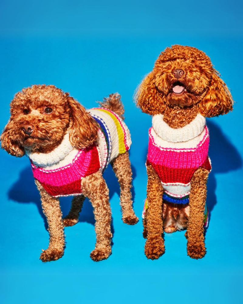 Neon Stripe Wool Dog Sweater (FINAL SALE) Wear WARE OF THE DOG   