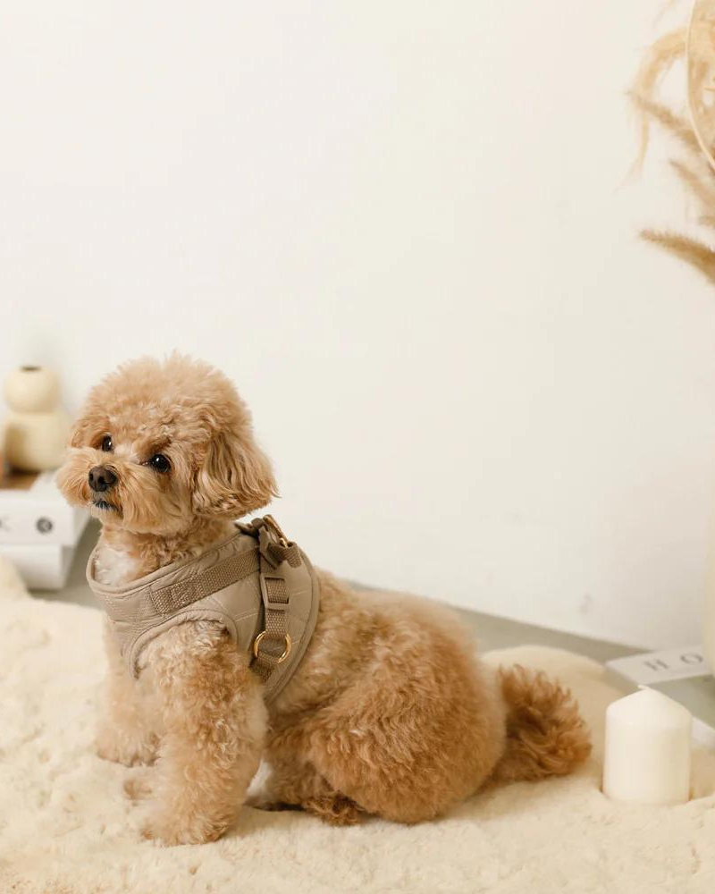 Quilted Puffer Dog Harness & Leash Set (FINAL SALE) WALK MONCHERI   