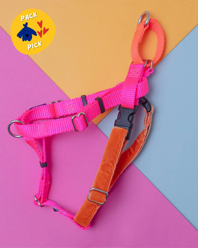 Freedom No-Pull Harness in Neon Pink & Orange (Made in the USA) WALK 2 HOUNDS for DOG & CO. (Exclusive)   