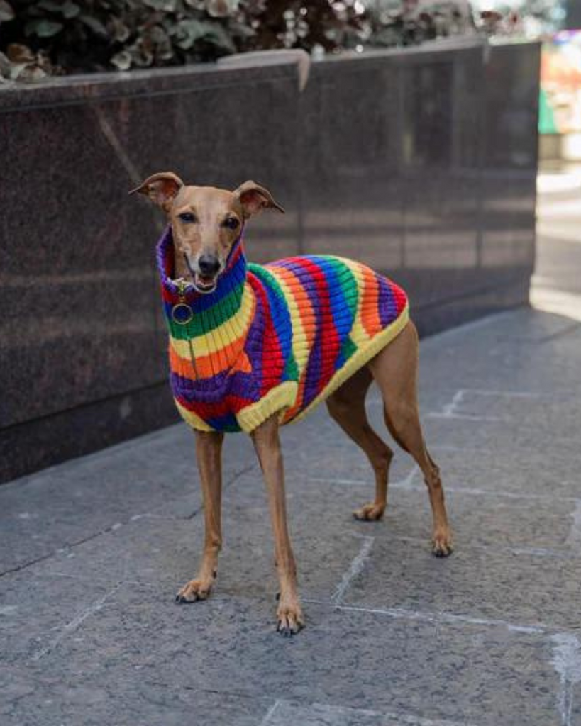 Over The Rainbow Dog Sweater (FINAL SALE) Wear CANADA POOCH   