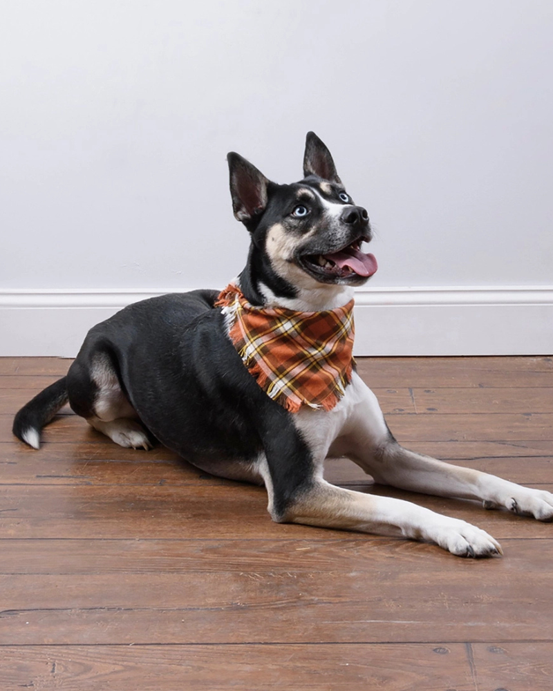 Fall Plaid Dog Banana Set (3-Pack) Wear PRIMITIVES