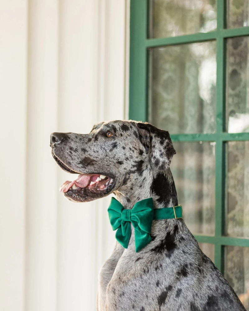 Forest Green Velvet Lady Dog Bow Wear THE FOGGY DOG   