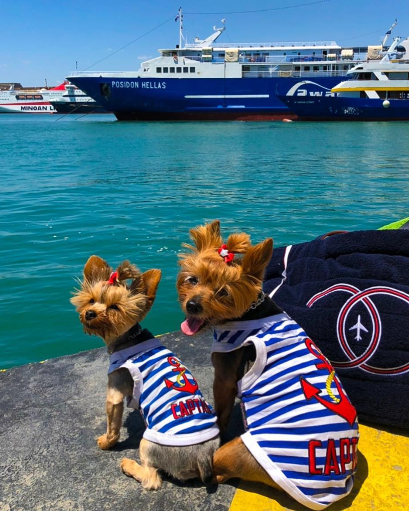 Captain Dog Tank Top in Blue & White Stripe (FINAL SALE) (SUM24LO) Wear PARISIAN PETS   