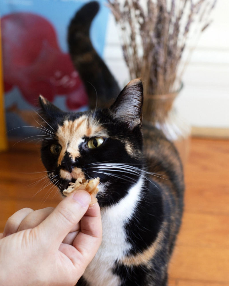 Wild Caught Umami Bonito Flakes for Cats & Dogs EAT BONITO HOUSE