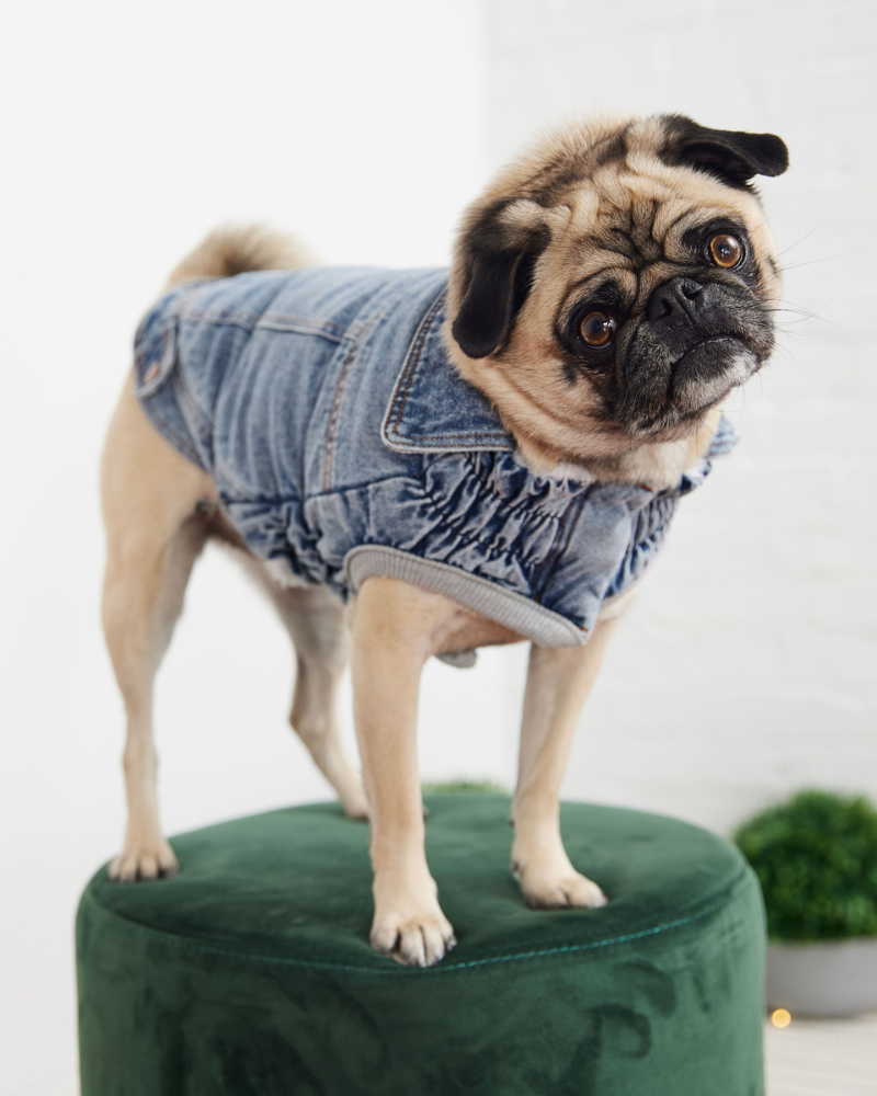 Denim Shearling Dog Jacket in Light Wash Wear GF PET   