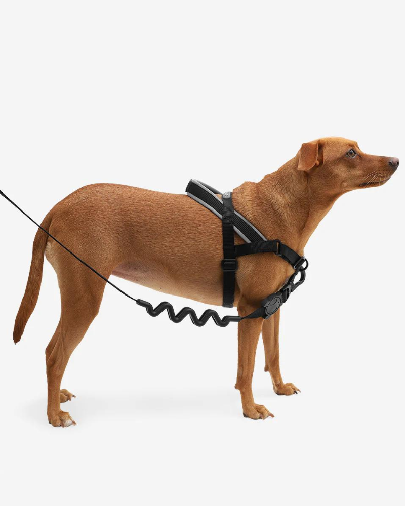 SoftWalk No-Pull Dog Harness WALK ZEE.DOG   