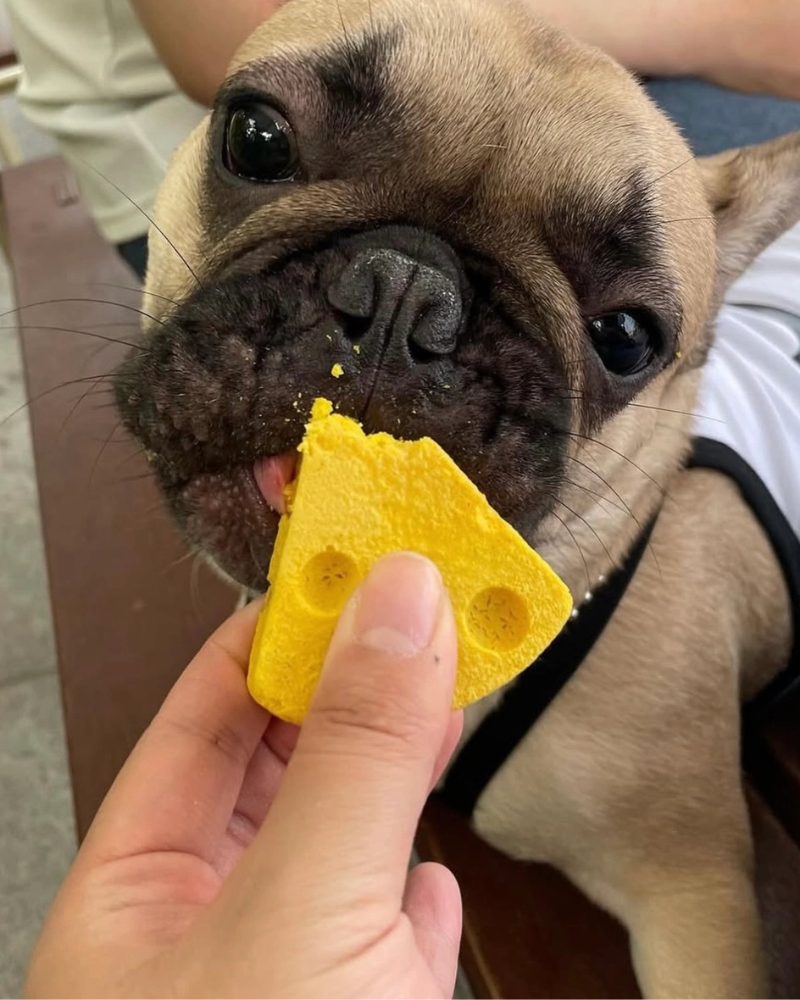 Lactose-Free Mung Cheese Dog Treats Eat HIGH FOUR