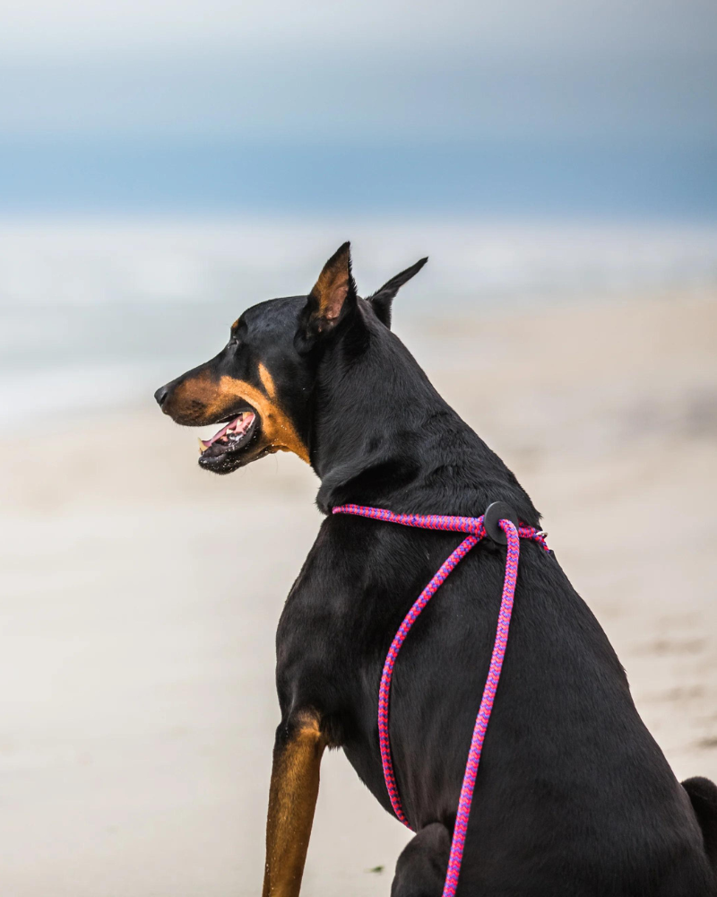 Harness lead top escape resistant