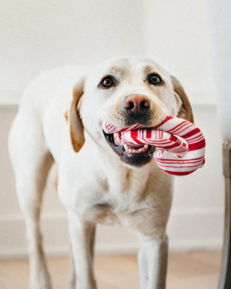 Cheerful Candy Canes Toy Play P.L.A.Y.   