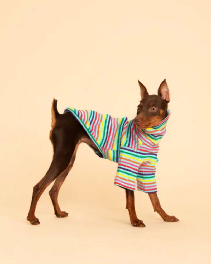 Fabulous Ribbed Dog Pullover Wear LITTLE BEAST   