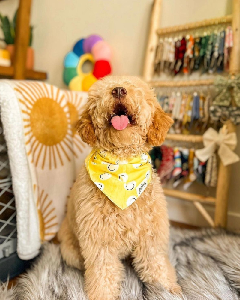 Smiley Friends Dog Bandana (FINAL SALE) Wear THE PAWS   