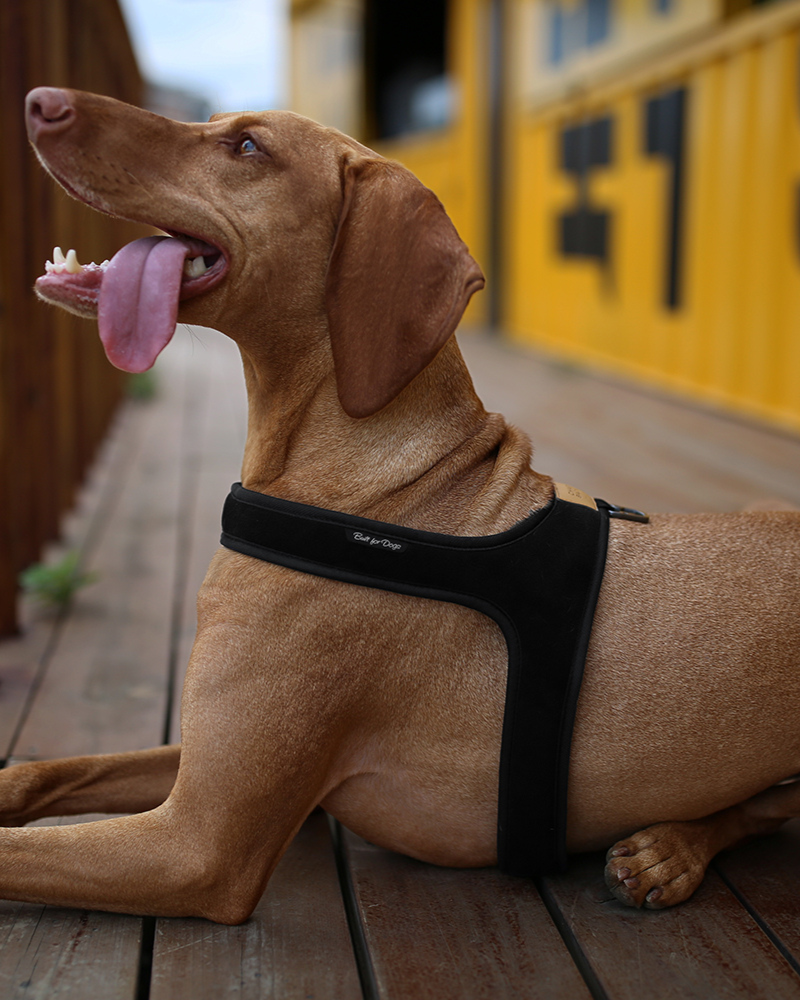 Town Slip-On Dog Harness WALK CHARLIE'S BACKYARD   