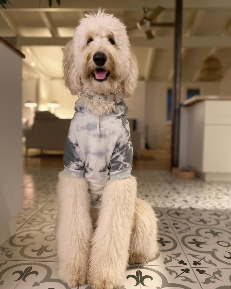 Tie Dye Dog Hoodie in Grey & White Wear SHANNA'S TIE DYE   