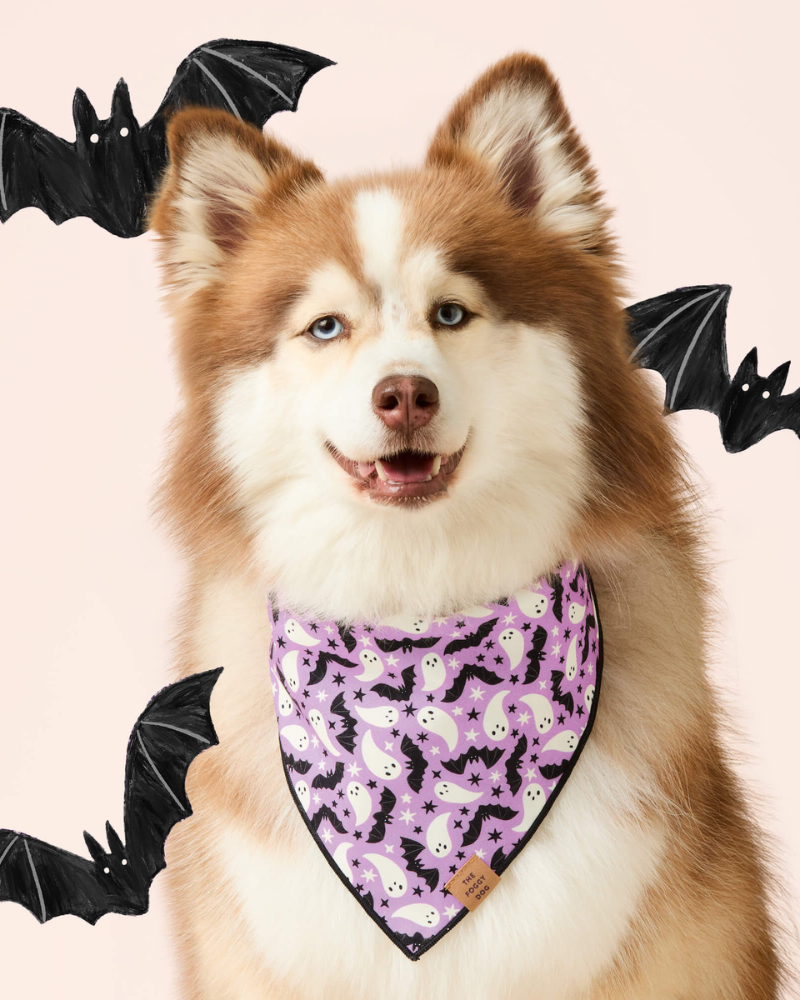 Spooky Season Glow-in-the-Dark Reversible Dog Bandana (Made in the USA) Wear THE FOGGY DOG