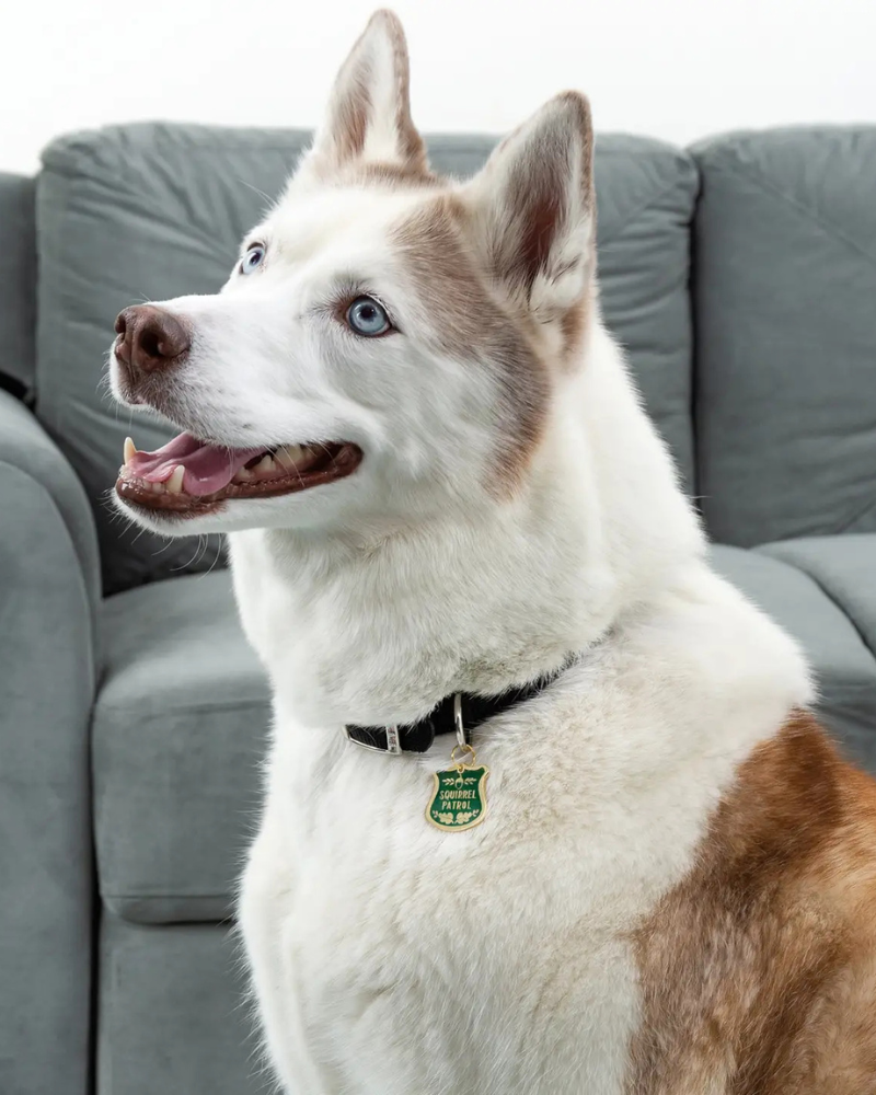 Squirrel Patrol Dog Collar Charm Wear PRIMITIVES