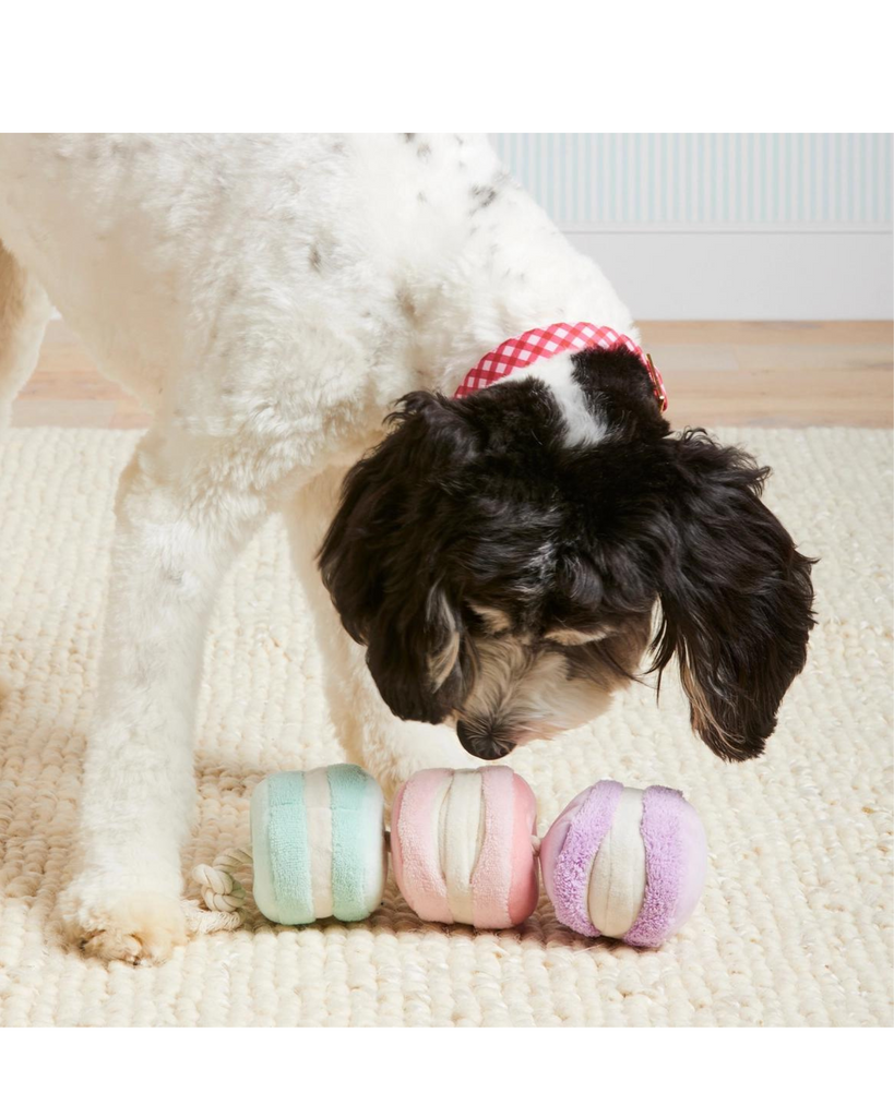 Macarons Interactive Snuffle Dog Toy (FINAL SALE) Play THE FOGGY DOG   