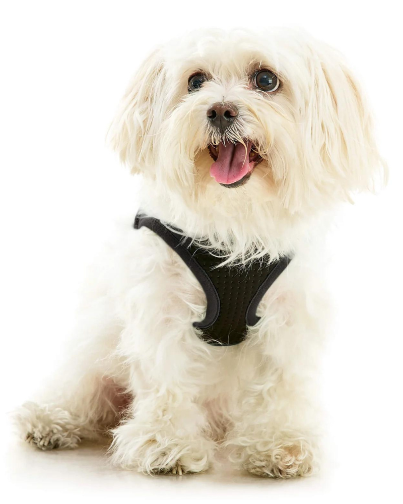 Escape-Free Easy Fit Dog Harness WALK GOOBY   