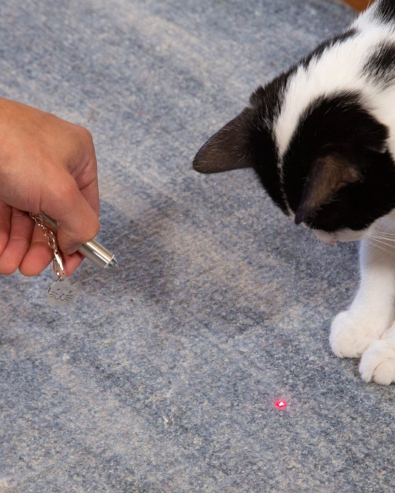 Rechargeable Kitty Laser Pointer CAT KIKKERLAND
