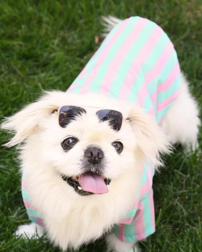 Stripey Poolside Button-Down Dog Shirt (Made in the USA) Wear ICECREAMTREE STUDIO