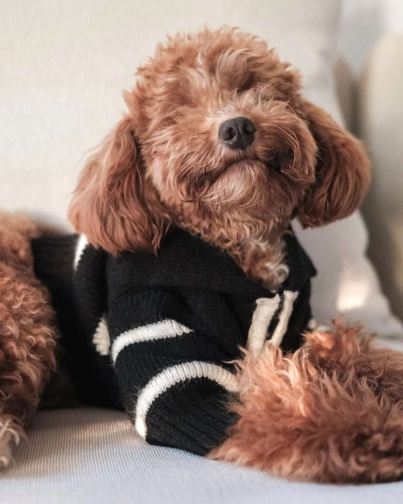 Cortado Striped Zipper Turtleneck Dog Sweater Wear HOSHIBA PET