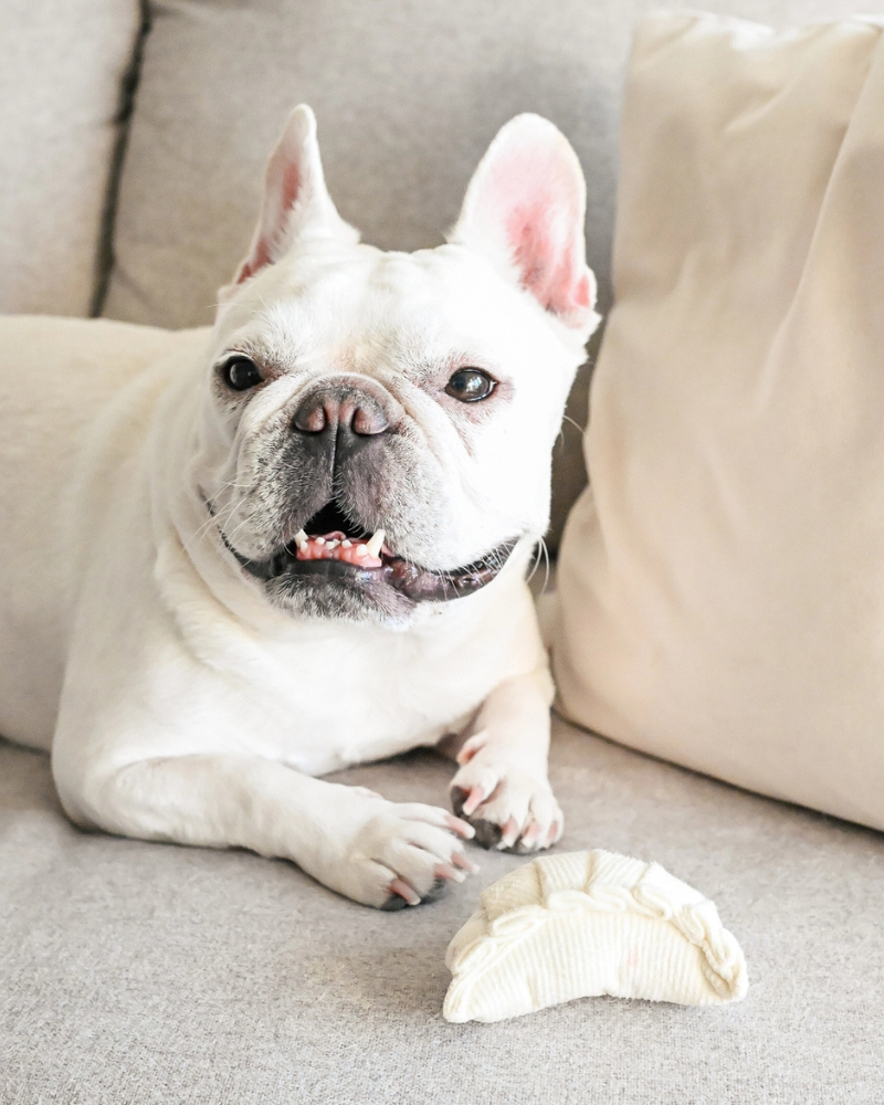 Dim Sum Pop Enrichment Dog Toy PLAY LAMBWOLF COLLECTIVE