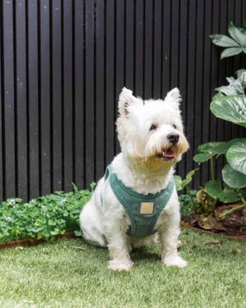 Corduroy Step-In Dog Harness in Myrtle Green WALK FUZZYARD