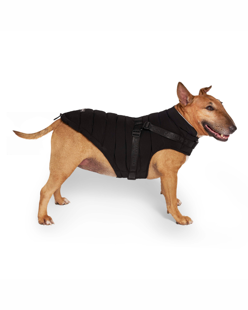 Harness Puffer Dog Jacket in Black Wear CANADA POOCH   