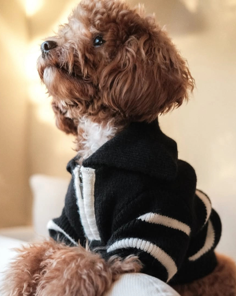 Cortado Striped Zipper Turtleneck Dog Sweater Wear HOSHIBA PET