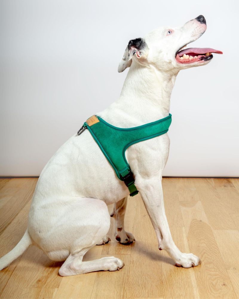 Town Slip-On Dog Harness WALK CHARLIE'S BACKYARD   