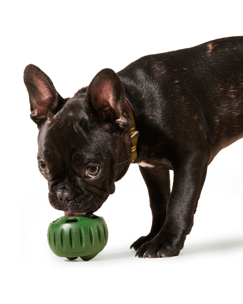 The Pupsicle Enrichment Dog Toy Eat WOOF   