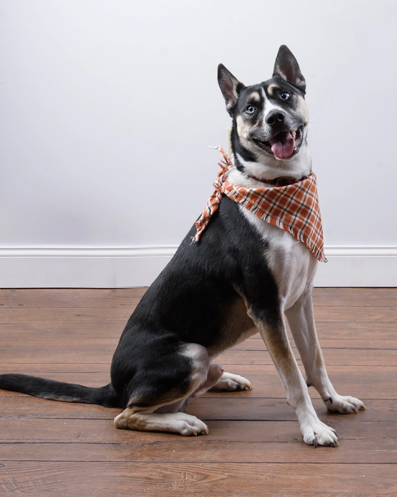 Fall Plaid Dog Banana Set (3-Pack) Wear PRIMITIVES