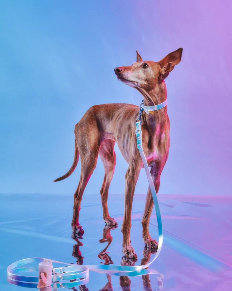 Holographic Lunar Dog Collar WALK WILD ONE   